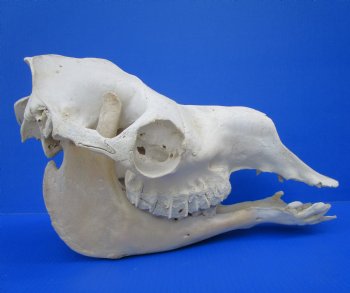 17 inches One Hump Camel Skull with Lower Jaw,  Grade B quality, for $149.99 <FONT COLOR=RED> SALE $124.99</FONT>