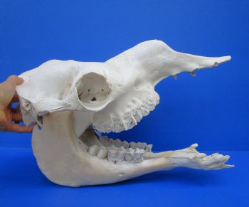 17 inches One Hump Camel Skull with Lower Jaw,  Grade B quality, for $149.99 <FONT COLOR=RED> SALE $124.99</FONT>