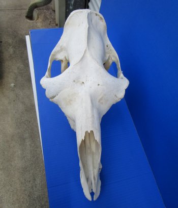 17 inches One Hump Camel Skull with Lower Jaw,  Grade B quality, for $149.99 <FONT COLOR=RED> SALE $124.99</FONT>