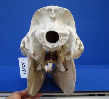 17 inches One Hump Camel Skull with Lower Jaw,  Grade B quality, for $149.99 <FONT COLOR=RED> SALE $124.99</FONT>