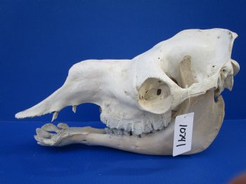 17 inches One Hump Camel Skull with Lower Jaw,  Grade B quality, for $149.99 <FONT COLOR=RED> SALE $124.99</FONT>