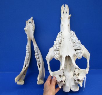 17 inches One Hump Camel Skull with Lower Jaw,  Grade B quality, for $149.99 <FONT COLOR=RED> SALE $124.99</FONT>