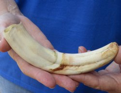 7-3/4 inches African Warthog Ivory Tusk, 4 ounces, <font color=red> 4.75 inches Solid</font> - Buy Now for $19.99