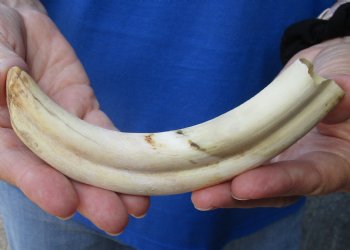 7-3/4 inches African Warthog Ivory Tusk, 4 ounces, <font color=red> 4.75 inches Solid</font> - Buy Now for $19.99