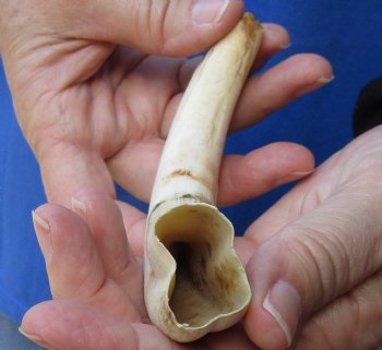 7-3/4 inches African Warthog Ivory Tusk, 4 ounces, <font color=red> 4.75 inches Solid</font> - Buy Now for $19.99