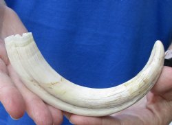 8-1/4 inches African Warthog Ivory Tusk, 3.4 ounces, <font color=red> 7 inches Solid</font> - Buy this one for $34.99