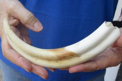 9-3/4 inches African Warthog Ivory Tusk, 5.3 ounces, <font color=red> 6-1/4 inches Solid</font> - Buy now for $44.99