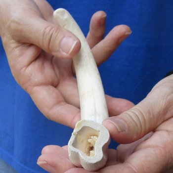 9-3/4 inches African Warthog Ivory Tusk, 5.2 ounces, <font color=red> 7-3/4 inches Solid</font> - Buy now for $44.99