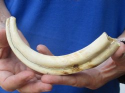 Buy now this 8 inches African Warthog Ivory Tusk, 3.3 ounces, <font color=red> 6-1/4 inches Solid</font> for $34.99