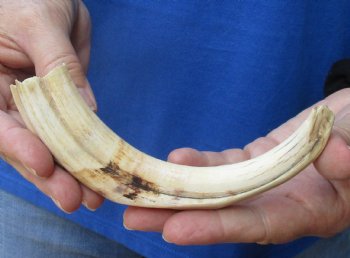 Buy now this 8 inches African Warthog Ivory Tusk, 3.3 ounces, <font color=red> 6-1/4 inches Solid</font> for $34.99