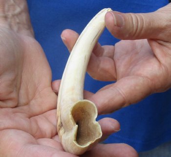 Buy now this 8 inches African Warthog Ivory Tusk, 3.3 ounces, <font color=red> 6-1/4 inches Solid</font> for $34.99