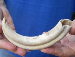 8 inches African Warthog Ivory Tusk, 3.5 ounces, <font color=red> 6 inches Solid</font> Buy this one for $34.99