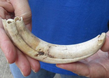 8 inches African Warthog Ivory Tusk, 3.5 ounces, <font color=red> 6 inches Solid</font> Buy this one for $34.99