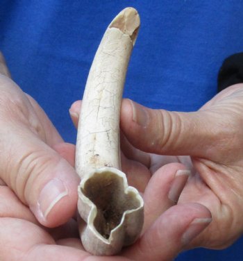 8 inches African Warthog Ivory Tusk, 3.5 ounces, <font color=red> 6 inches Solid</font> Buy this one for $34.99