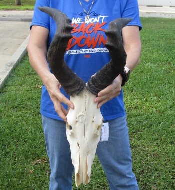 <font color=red> B-Grade </font> Red Hartebeest Skull with 19 and 19-1/4 inches Horns (crack & holes in skull, loose horns, broken nose and patch on skull;) - Buy this one for $64.99