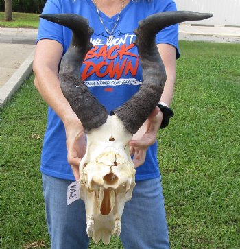 <font color=red> B-Grade </font> Red Hartebeest Skull with 19 and 19-1/4 inches Horns (crack & holes in skull, loose horns, broken nose and patch on skull;) - Buy this one for $64.99