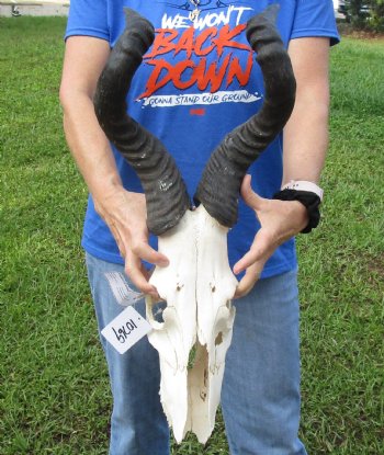 <font color=red> Damaged </font> Grade B Red Hartebeest Skull with 20-1/2 and 21 inches Horns (horns and skull are loose, holes & missing bone and damage to nose area) - Buy this one for $79.99