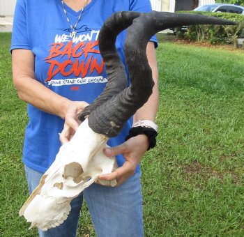 <font color=red> Damaged </font> Grade B Red Hartebeest Skull with 20-1/2 and 21 inches Horns (horns and skull are loose, holes & missing bone and damage to nose area) - Buy this one for $64.99