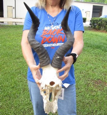 <font color=red> Damaged </font> Grade B Red Hartebeest Skull with 20-1/2 and 21 inches Horns (horns and skull are loose, holes & missing bone and damage to nose area) - Buy this one for $64.99