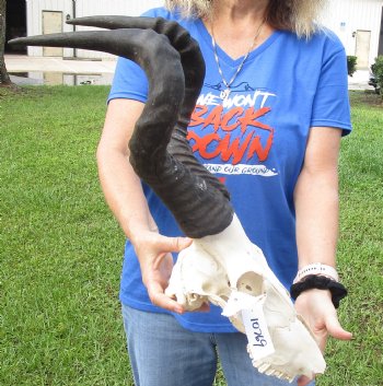 <font color=red> Damaged </font> Grade B Red Hartebeest Skull with 20-1/2 and 21 inches Horns (horns and skull are loose, holes & missing bone and damage to nose area) - Buy this one for $79.99