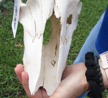 <font color=red> Damaged </font> Grade B Red Hartebeest Skull with 20-1/2 and 21 inches Horns (horns and skull are loose, holes & missing bone and damage to nose area) - Buy this one for $79.99