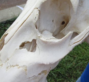 <font color=red> Damaged </font> Grade B Red Hartebeest Skull with 20-1/2 and 21 inches Horns (horns and skull are loose, holes & missing bone and damage to nose area) - Buy this one for $64.99