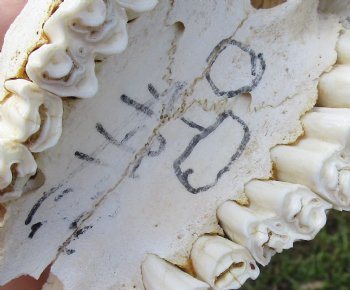 <font color=red> Damaged </font> Grade B Red Hartebeest Skull with 20-1/2 and 21 inches Horns (horns and skull are loose, holes & missing bone and damage to nose area) - Buy this one for $79.99