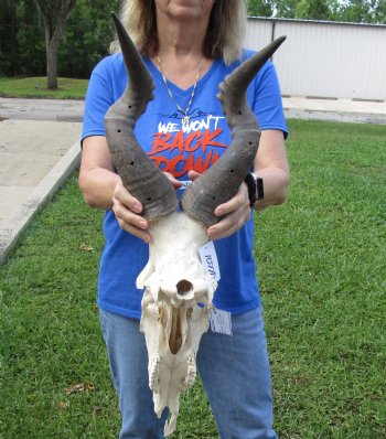 <font color=red> B-Grade </font> Red Hartebeest Skull with 19-1/2 and 19-3/4 inches Horns (drilled holes in both horns, broken eye socket and damaged nose area;) - Buy this one for $79.99