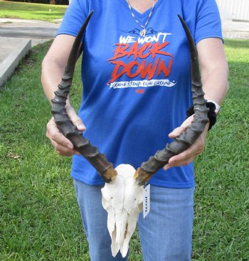 African Impala Skull with 19 inch Horns <font color=red> B Grade </font>for $64.99