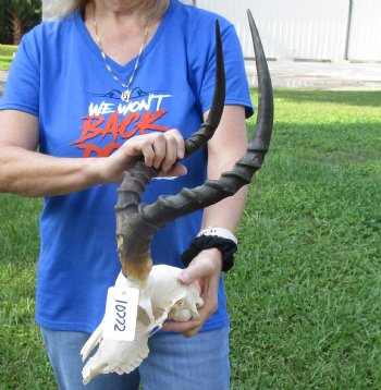 African Impala Skull with 19 inch Horns <font color=red> B Grade </font>for $64.99