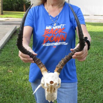 African Impala Skull with 19 inch Horns <font color=red> B Grade </font>for $64.99