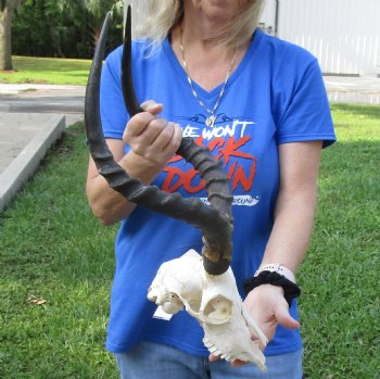 African Impala Skull with 19 inch Horns <font color=red> B Grade </font>for $64.99