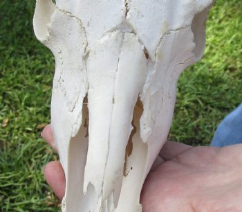 African Impala Skull with 19 inch Horns <font color=red> B Grade </font>for $64.99