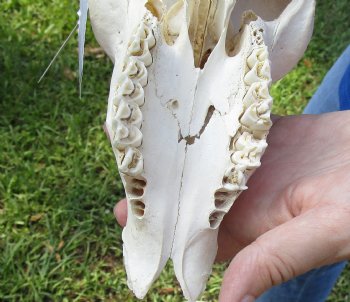 African Impala Skull with 19 inch Horns <font color=red> B Grade </font>for $64.99