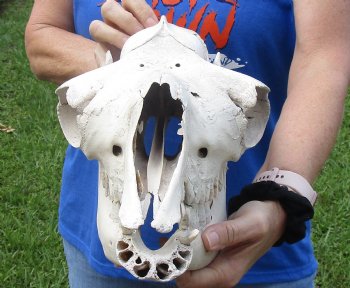 16 inches One Hump Camel Skull with Lower Jaw, Craft Grade quality, for $109.99