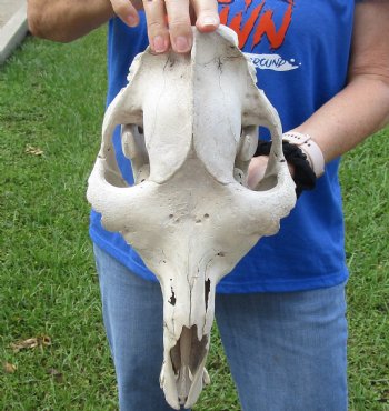 16 inches One Hump Camel Skull with Lower Jaw, Craft Grade quality, for $109.99