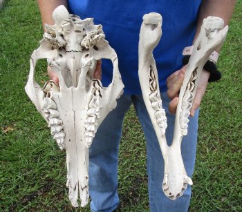 16 inches One Hump Camel Skull with Lower Jaw, Craft Grade quality, for $109.99