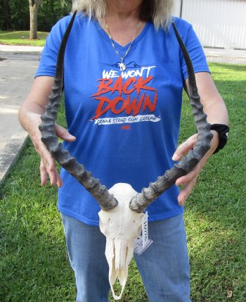 African Impala Skull with 21 inch Horns for $99.99