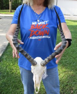 African Impala Skull with 21 inch Horns for $99.99