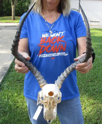 African Impala Skull with 21 inch Horns for $99.99