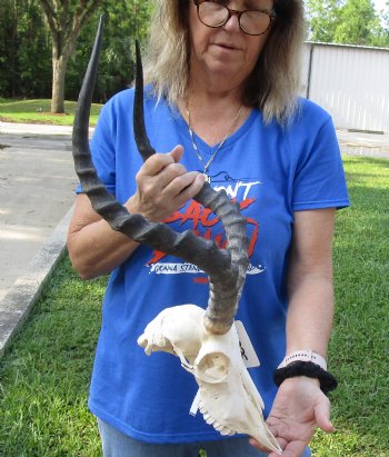 African Impala Skull with 21 inch Horns for $99.99