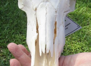 African Impala Skull with 21 inch Horns for $99.99