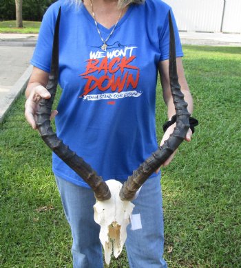 Large African Impala Skull with 23-1/2 and 23-1/4 inch Horns <font color=red> Craft Grade </font>for $64.99