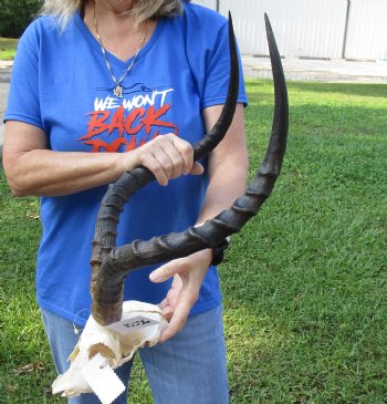 Large African Impala Skull with 23-1/2 and 23-1/4 inch Horns <font color=red> Craft Grade </font>for $64.99