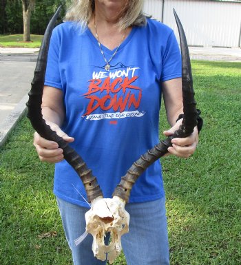 Large African Impala Skull with 23-1/2 and 23-1/4 inch Horns <font color=red> Craft Grade </font>for $64.99