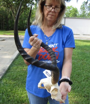 Large African Impala Skull with 23-1/2 and 23-1/4 inch Horns <font color=red> Craft Grade </font>for $64.99