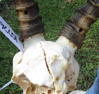 Large African Impala Skull with 23-1/2 and 23-1/4 inch Horns <font color=red> Craft Grade </font>for $64.99