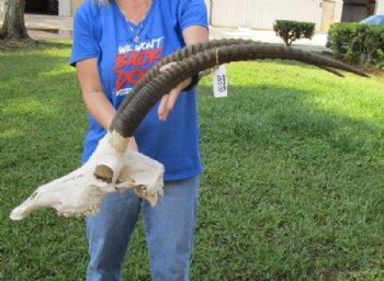 African Female Sable Skull with 30 and 31 inches Horns for Sale - Buy this one for $199.99