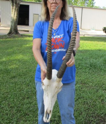 African Female Sable Skull with 30 and 31 inches Horns for Sale - Buy this one for $199.99