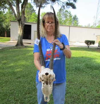 African Female Sable Skull with 30 and 31 inches Horns for Sale - Buy this one for $199.99